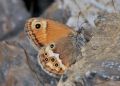 Coenonympha dorus